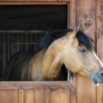 Où faire de l'équitation à Paris ? Écurie (iStock)
